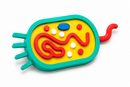 KIT EDUCATIVO DE BIOLOGIA 🧬 Células Animal, Vegetal e Bacteriana