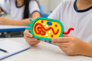 Modelo Anatômico de Célula Bacteriana Educativa
