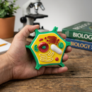 🧬 Maquete Educativa Célula Vegetal Eucarionte 3D – 14 cm