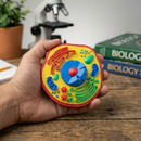 Modelo Anatômico de Célula Animal Eucarionte – Aprendizado Visual e Detalhado em Biologia