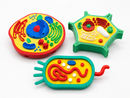 KIT EDUCATIVO DE BIOLOGIA 🧬 Células Animal, Vegetal e Bacteriana