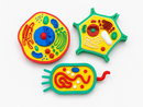 KIT EDUCATIVO DE BIOLOGIA 🧬 Células Animal, Vegetal e Bacteriana