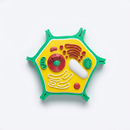 🧬 Maquete Educativa Célula Vegetal Eucarionte 3D – 14 cm